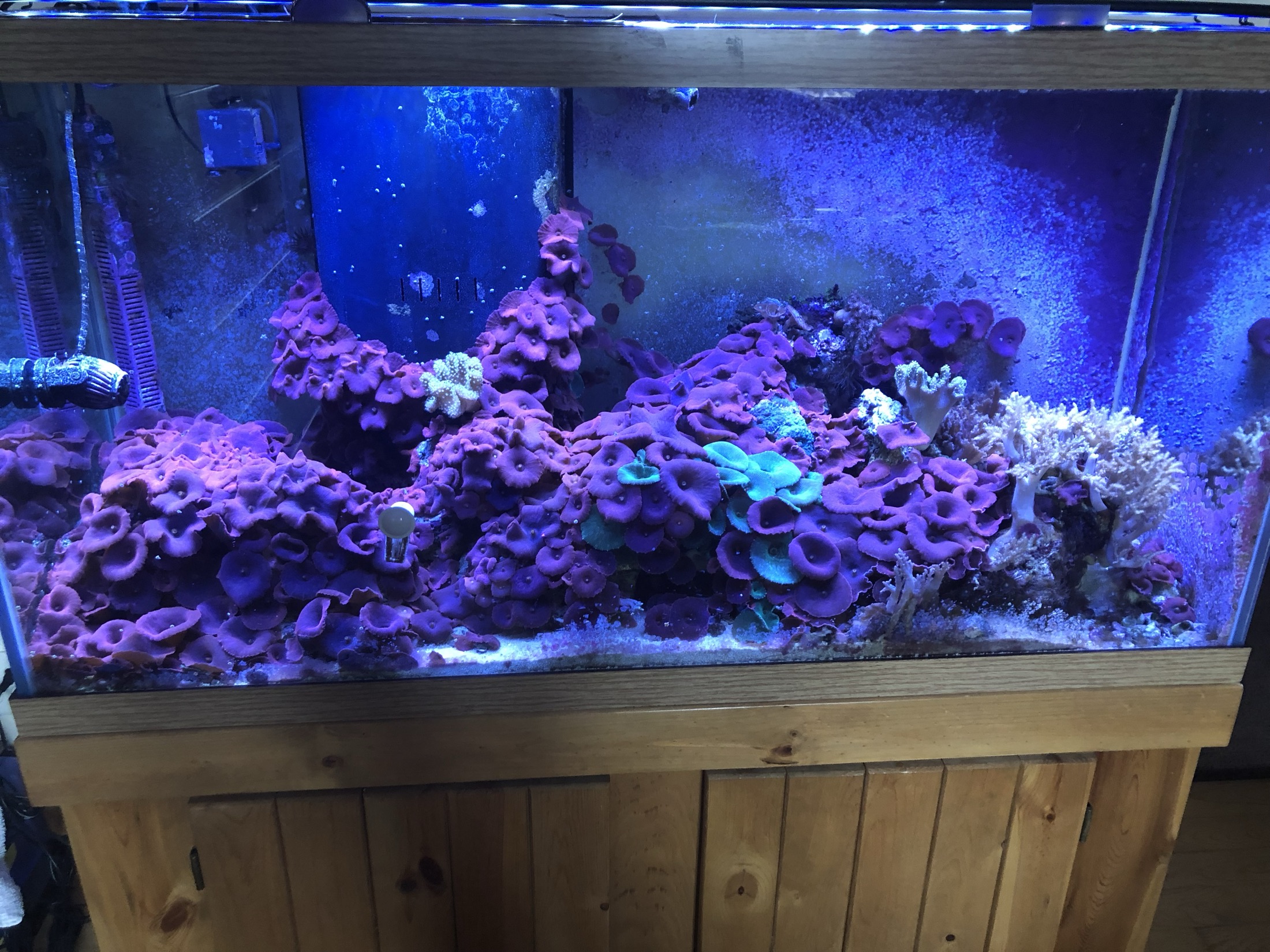 A home saltwater reef aquarium densely covered in purple mushroom corals with teal and white soft corals
